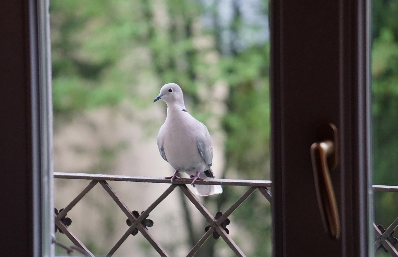 bird, dove, nature, ornithology, species, fauna, avian, animal, wildlife
