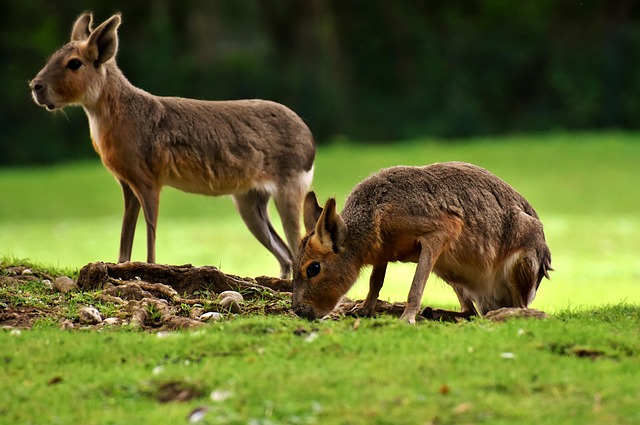 pampas rabbits, wild animal, zoo, enclosure, tierpark hellabrunn, zoo, zoo, zoo, zoo, zoo